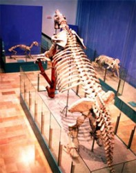 Museo Paleontologico  en Valencia
