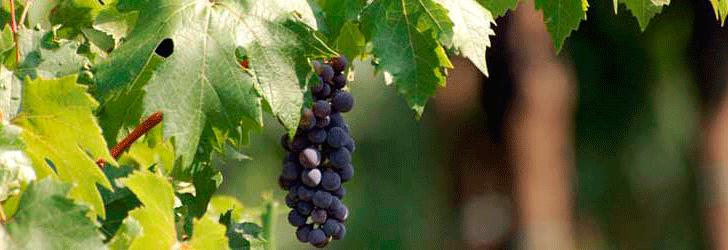 Vinos de Valencia Vinos de Valencia